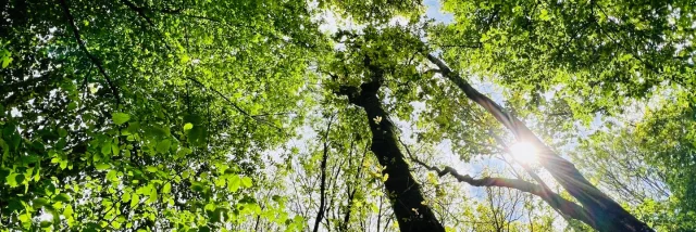 Arelaune En Seine 2022 Feuillage Cime Parc Naturel Regional Boucles De La Seine Csnt