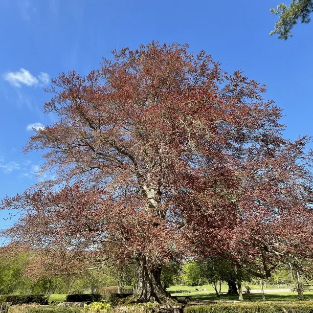 Gruchet Le Valasse Mai 2021 Parc Hetre Pourpre