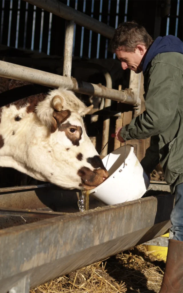 Illequier april 2022 Ptit Clos Normand Vache Francois Xavier Craquelin Drone Press.jpg