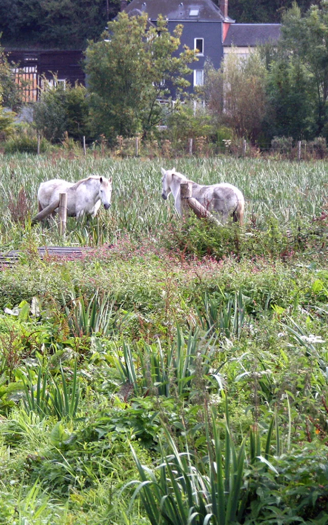 Caudebec En Caux 2011 Marais Csnt