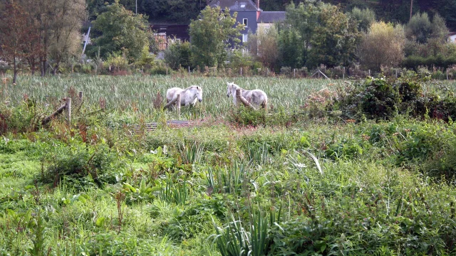 Caudebec En Caux 2011 Marais Csnt