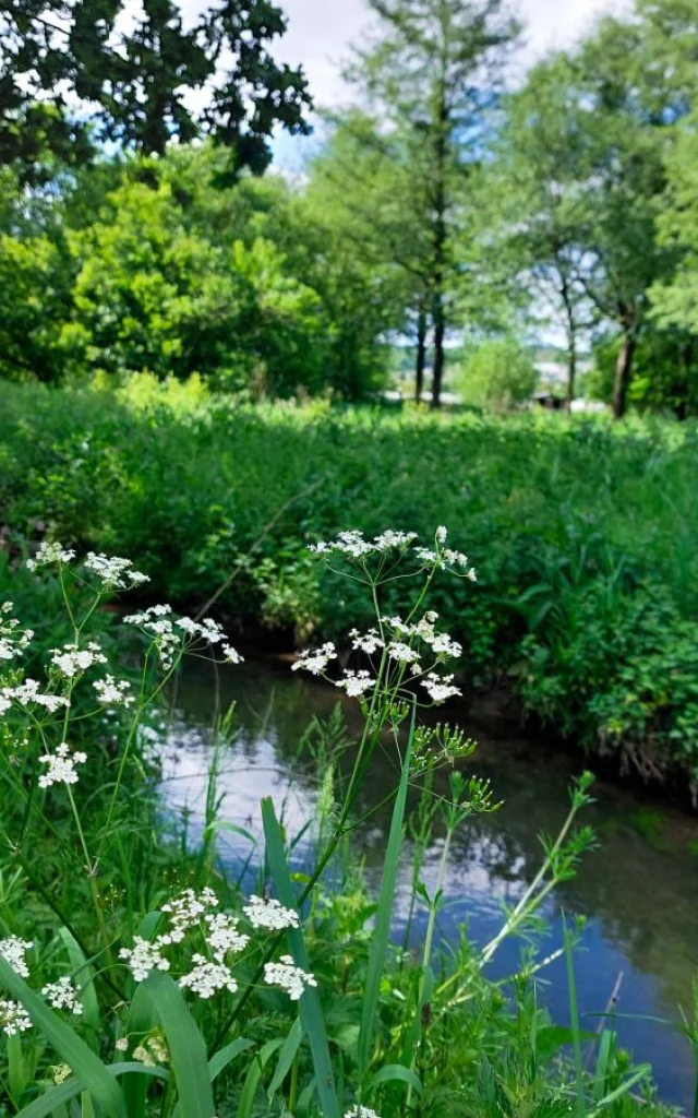 Lillebonne Mai 2024 Parc Des Aulnes Patrimoine Naturel Caux Seine Maritime Plante Csnt