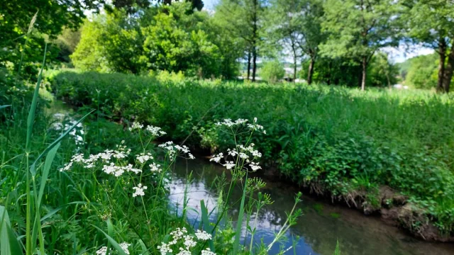 Lillebonne Mai 2024 Parc Des Aulnes Patrimoine Naturel Caux Seine Maritime Plante Csnt