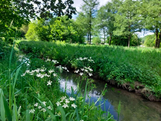 Lillebonne Mai 2024 Parc Des Aulnes Patrimoine Naturel Caux Seine Maritime Plante Csnt