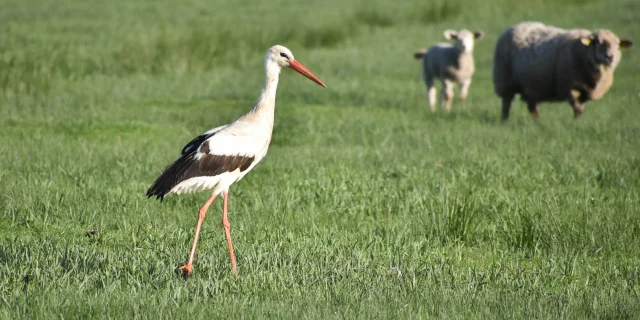 Espace Nautrel Ornithologie Cigogne Blancheleagodet