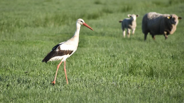 Espace Nautrel Ornithologie Cigogne Blancheleagodet