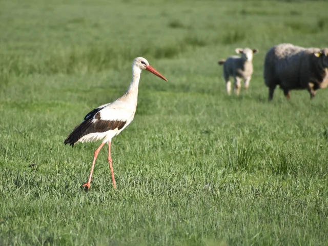 Espace Nautrel Ornithologie Cigogne Blancheleagodet