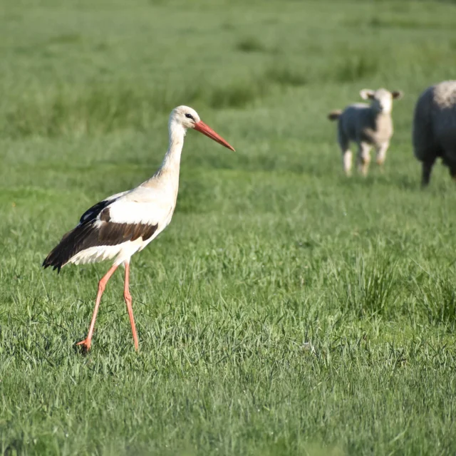 Espace Nautrel Ornithologie Cigogne Blancheleagodet