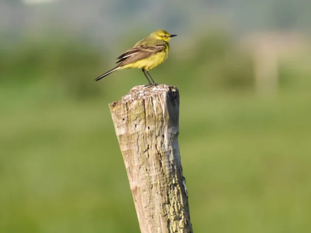 Ornithologie Oiseau Sauvage Parc Naturel Normandie Bergeronnette Flaveoleleagodet