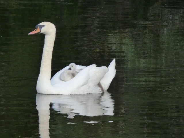 Parc Naturel Regional Oiseau Cignes Tourbiere Caux Seineasjehanne